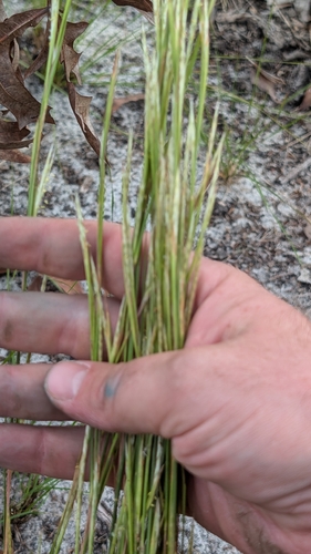 Andropogon tracyi observed 2025-10-28