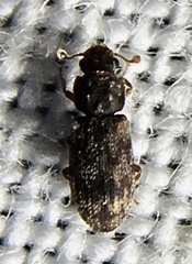 Synchita undata