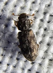 Synchita undata