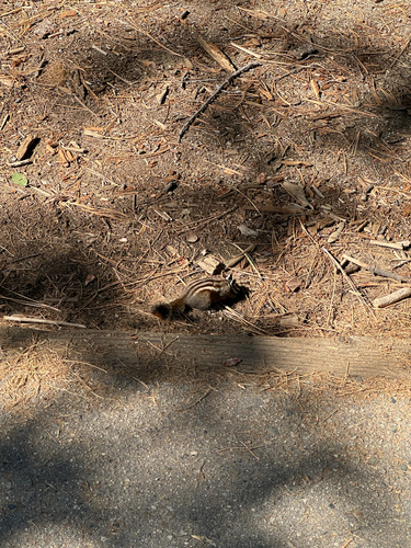 Lodgepole Chipmunk observed by williamwanders