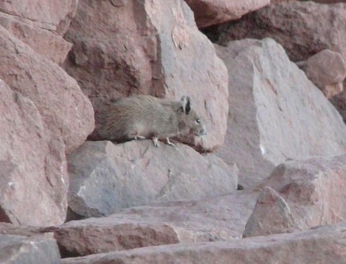 Acomys russatus
