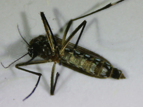 Unknown species found near Miami-Dade County, FL, USA