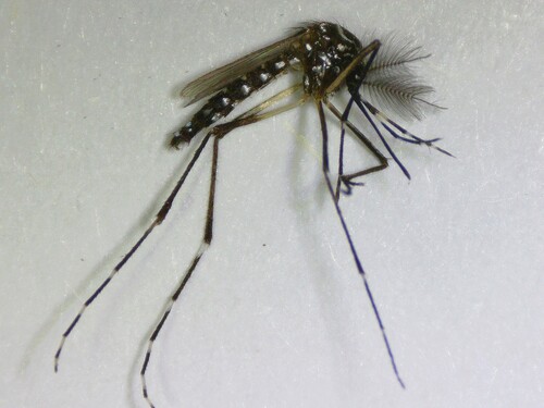 Unknown species found near Miami-Dade County, FL, USA