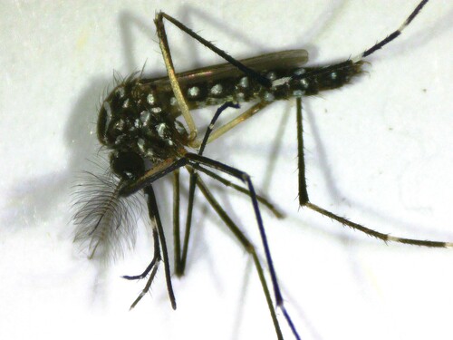 Unknown species found near Miami-Dade County, FL, USA
