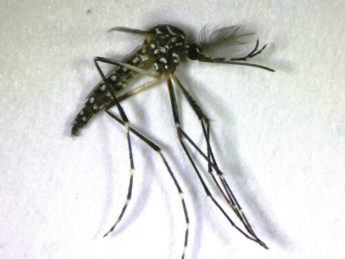 Unknown species found near Miami-Dade County, FL, USA