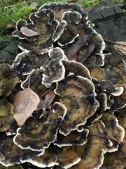 Trametes