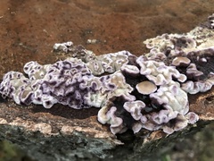 Chondrostereum purpureum