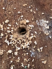 Insecta