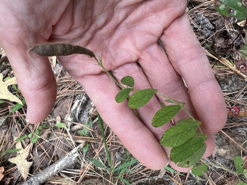 Spiked Hoarypea (Tephrosia spicata)
