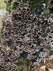 Chondrostereum purpureum