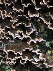 Chondrostereum purpureum