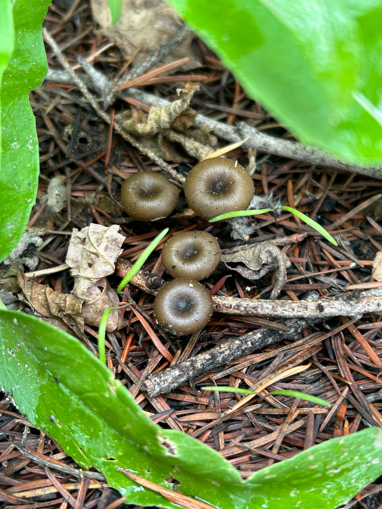 Myxomphalia maura · October 2025 · photo: © egordon88 (iNaturalist, cc0)