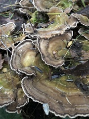 Trametes versicolor