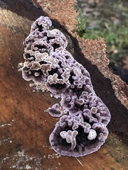 Chondrostereum purpureum