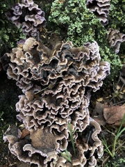 Chondrostereum purpureum