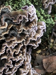 Chondrostereum purpureum