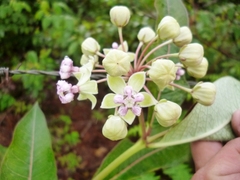 Asclepias similis