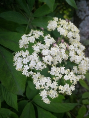 Sambucus peruviana