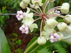 Asclepias similis