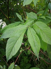 Sambucus peruviana