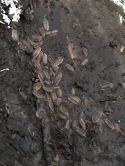 Oniscus asellus