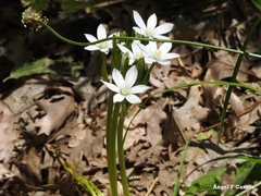Ornithogalum umbellatum