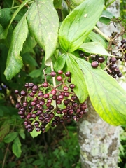 Sambucus peruviana