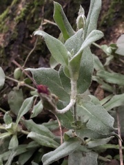 Silene coronaria