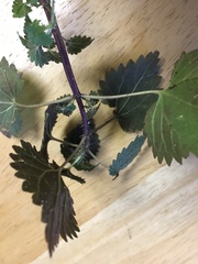 Urtica chamaedryoides