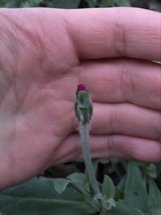 Silene coronaria