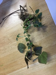 Urtica chamaedryoides