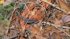 Trachylepis striata