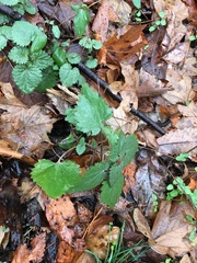 Urtica chamaedryoides