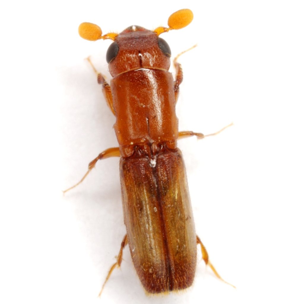 Pinhole Borer Beetles
