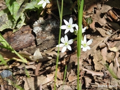 Ornithogalum umbellatum