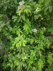 Sambucus peruviana
