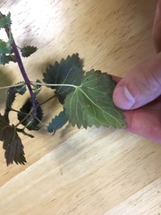 Urtica chamaedryoides