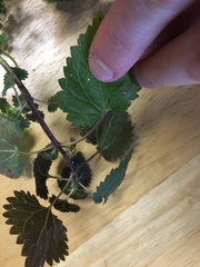 Urtica chamaedryoides