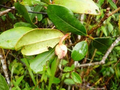 Ternstroemia