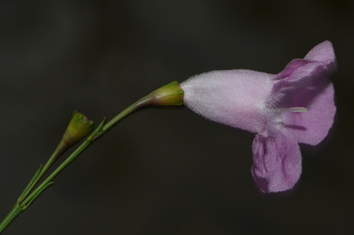 Flaxleaf False Foxglove (Agalinis linifolia)