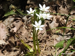 Ornithogalum umbellatum