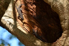 Hemidactylus mabouia