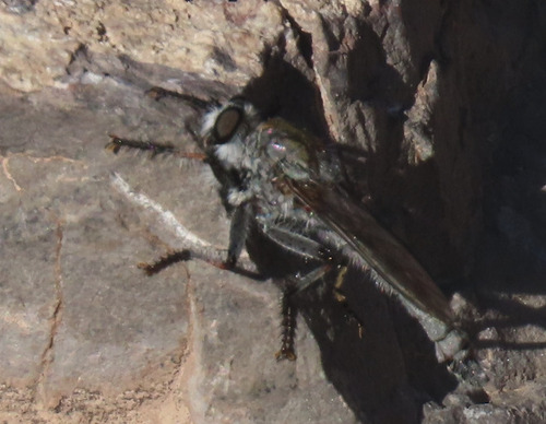Unknown species found near Sierra County, NM, USA