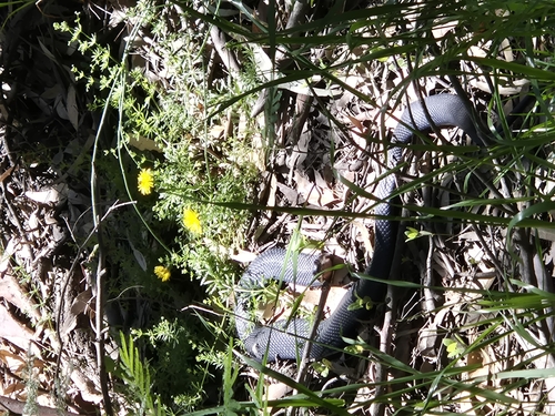 Red-bellied Black Snake sighting