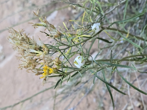 Unknown species found near Hurricane, UT 84737, USA