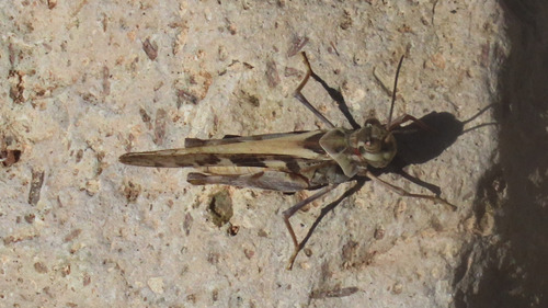 Hippopedon capito