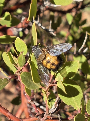 Unknown species found near Hurricane, UT 84737, USA