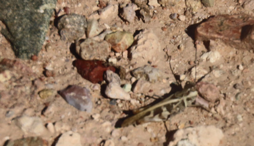 Hippopedon capito