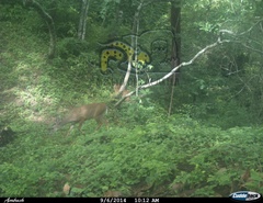 Odocoileus virginianus sinaloae