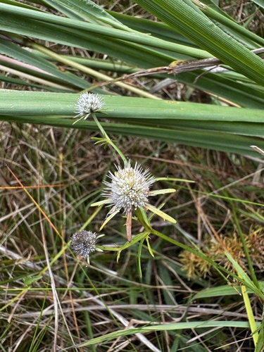 Savannah Eryngo (Eryngium ludovicianum)